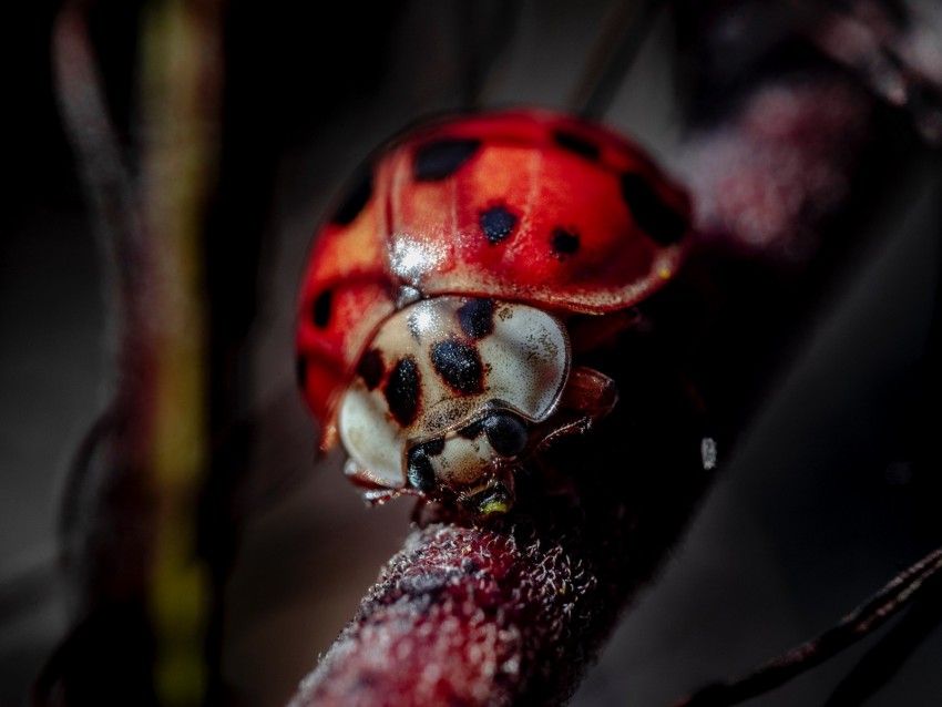 ladybug, insect, macro, blur