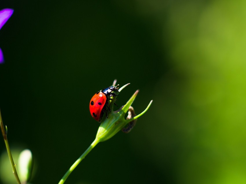 ladybug, insect, red, macro, closeup