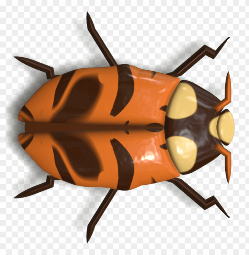 animals, insects, ladybugs, ladybug orange and brown, 