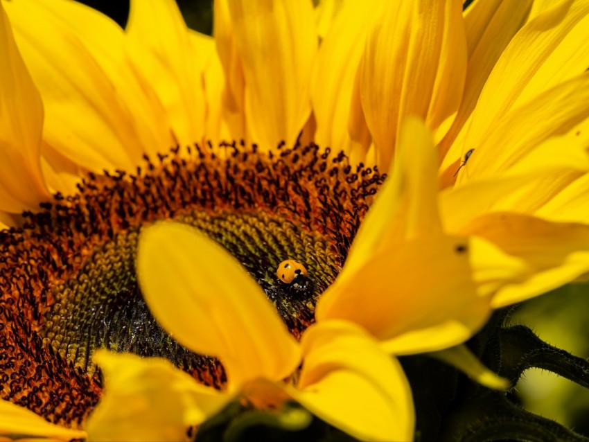 ladybug, sunflower, flower, insect, macro