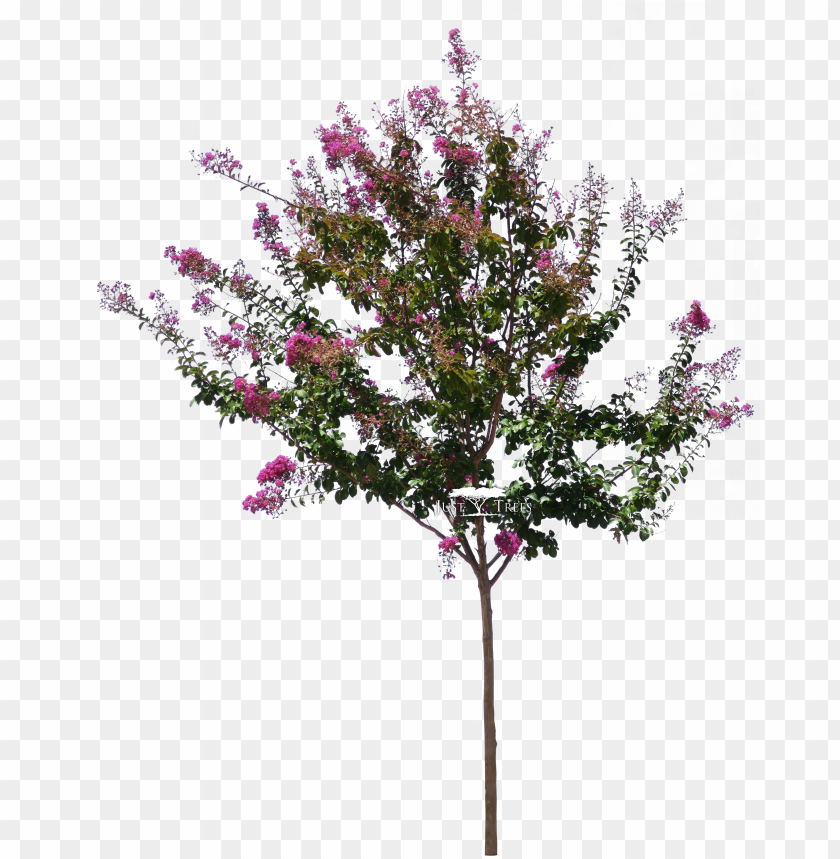 Lagerstroemia Indica - Lagerstroemia PNG Transparent With Clear Background ID 183212