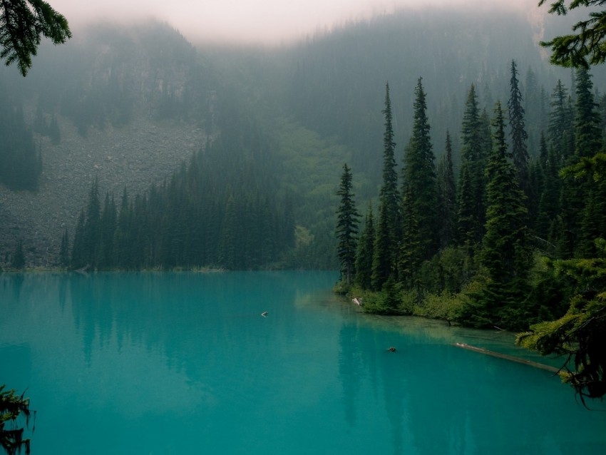 lake, branches, forest, fog
