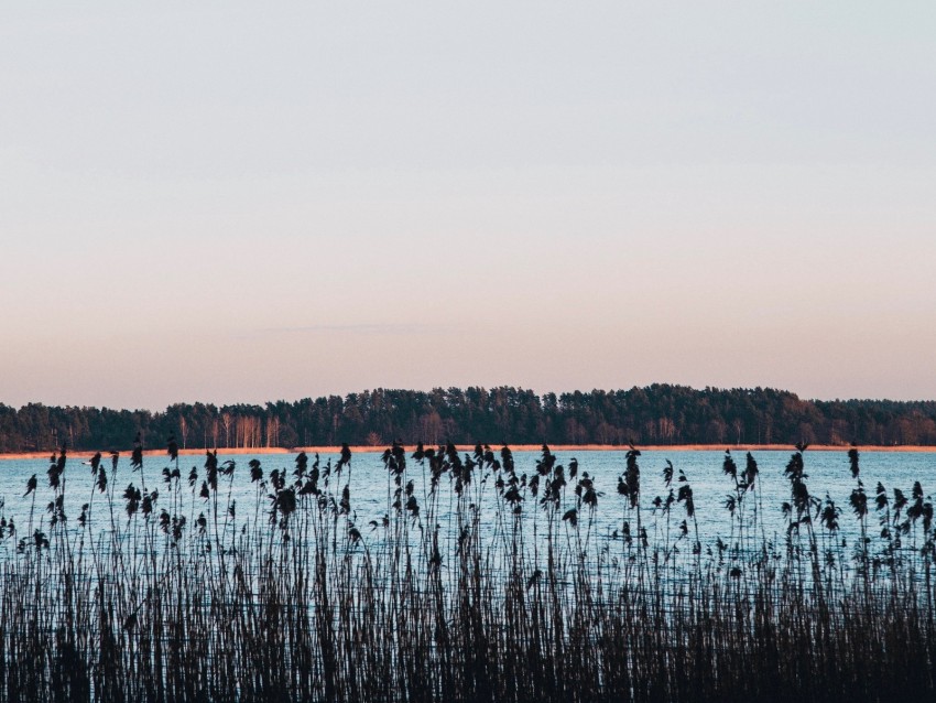 lake, coast, reed, trees, horizon