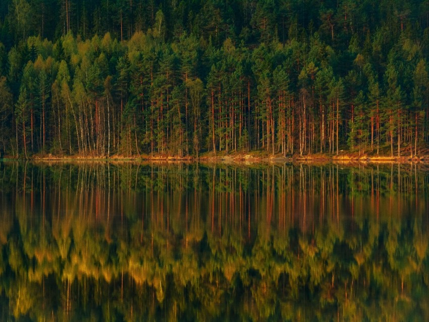 lake, forest, reflection, trees, shore, landscape