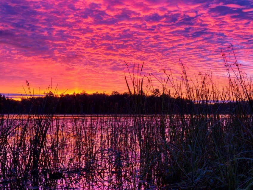 lake, reed, sunset, purple, dusk