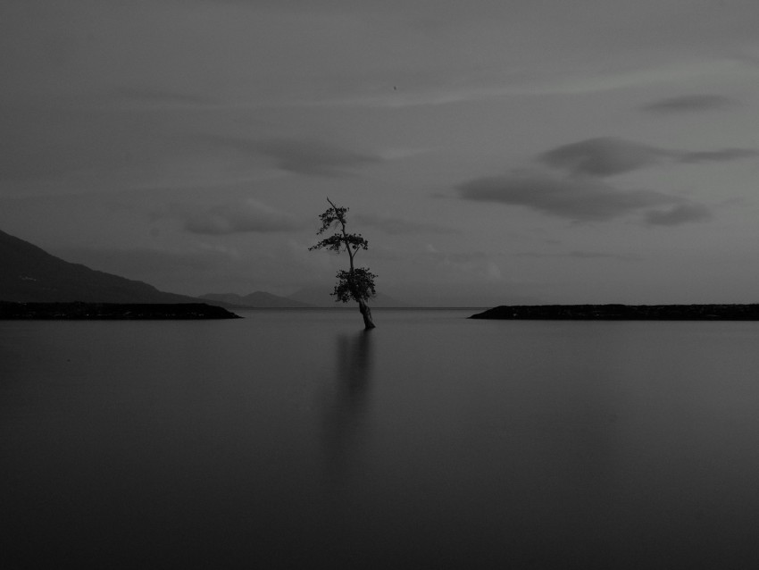 lake, tree, lonely, dark, gloomy, bw