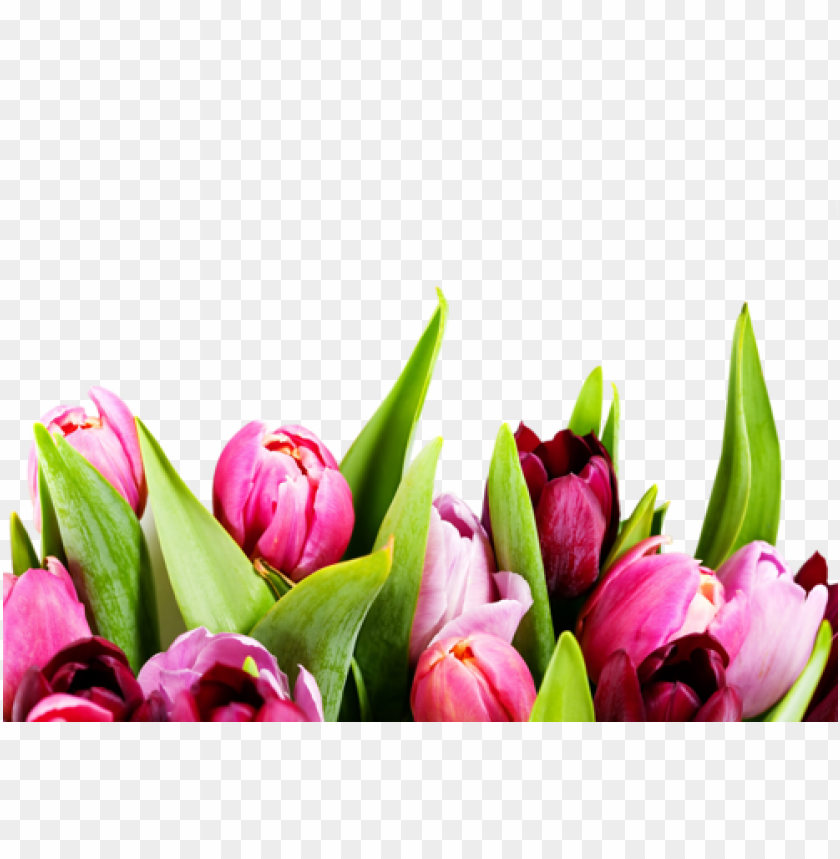 lale resimleri, tulip  pictures - mother's day email template, mother day