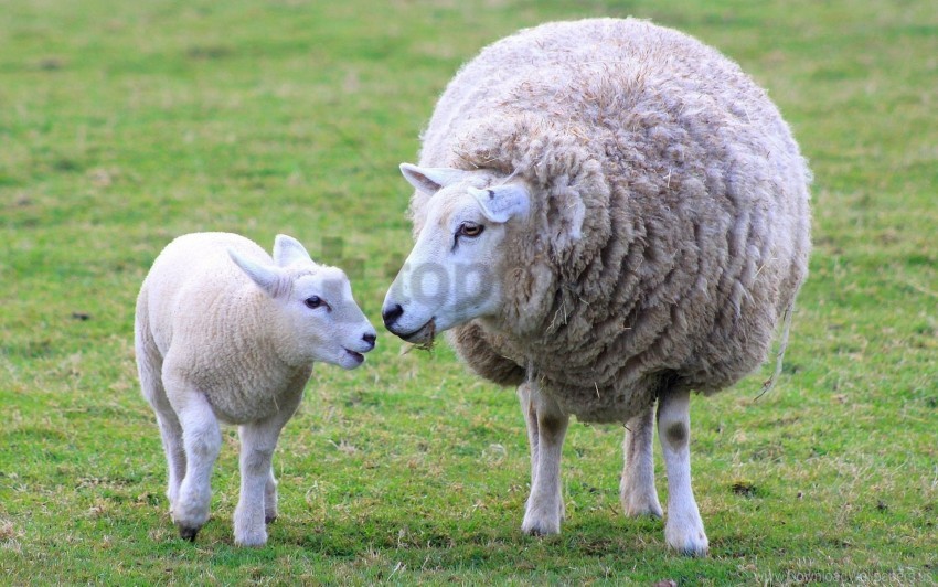 Lamb Mother Sheep Wool Wallpaper Background Best Stock Photos