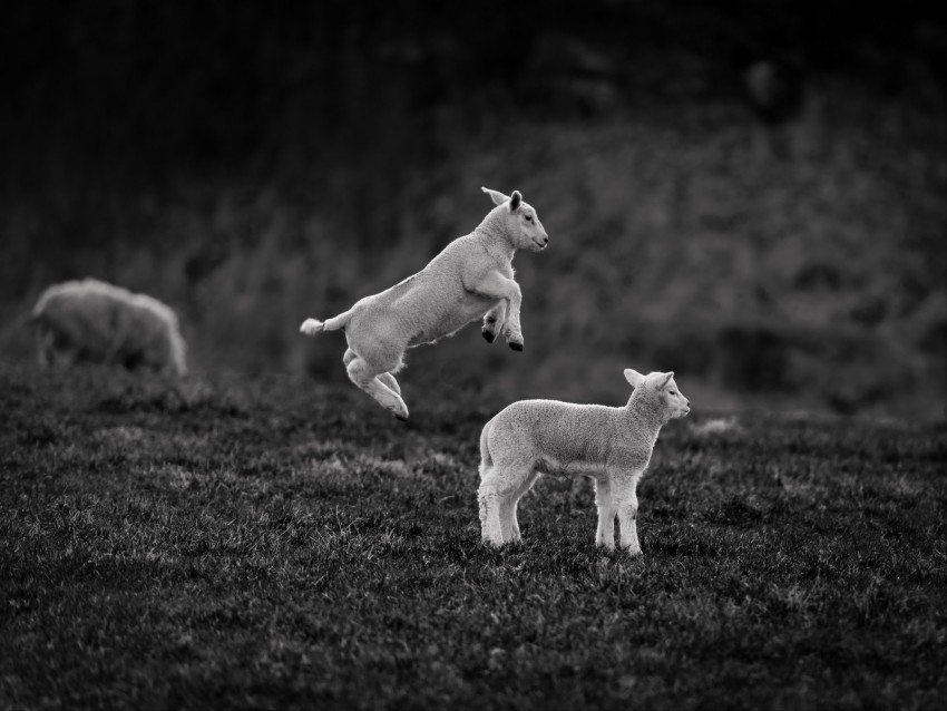 lambs, jump, bw, playful, animals