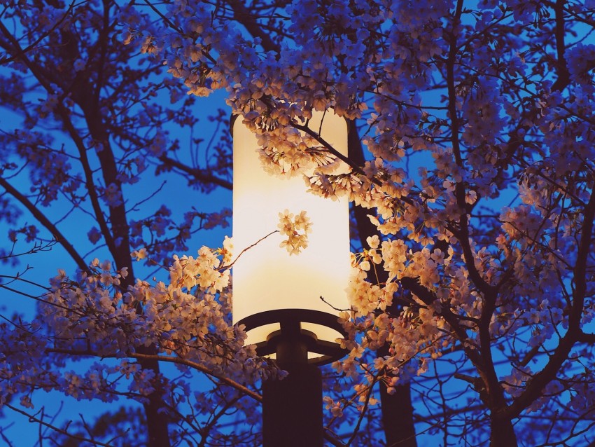 lamp, sakura, flowers, branches, light