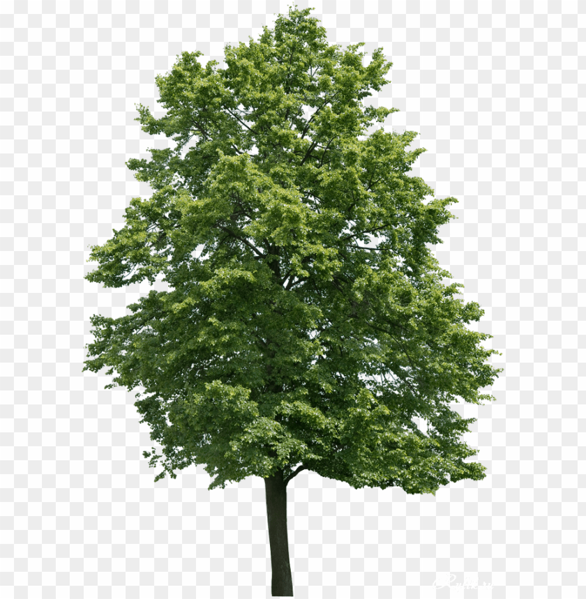 Land Cape Material , Land Cape Element , Architecture - Walnut Tree PNG Image With Transparent Background