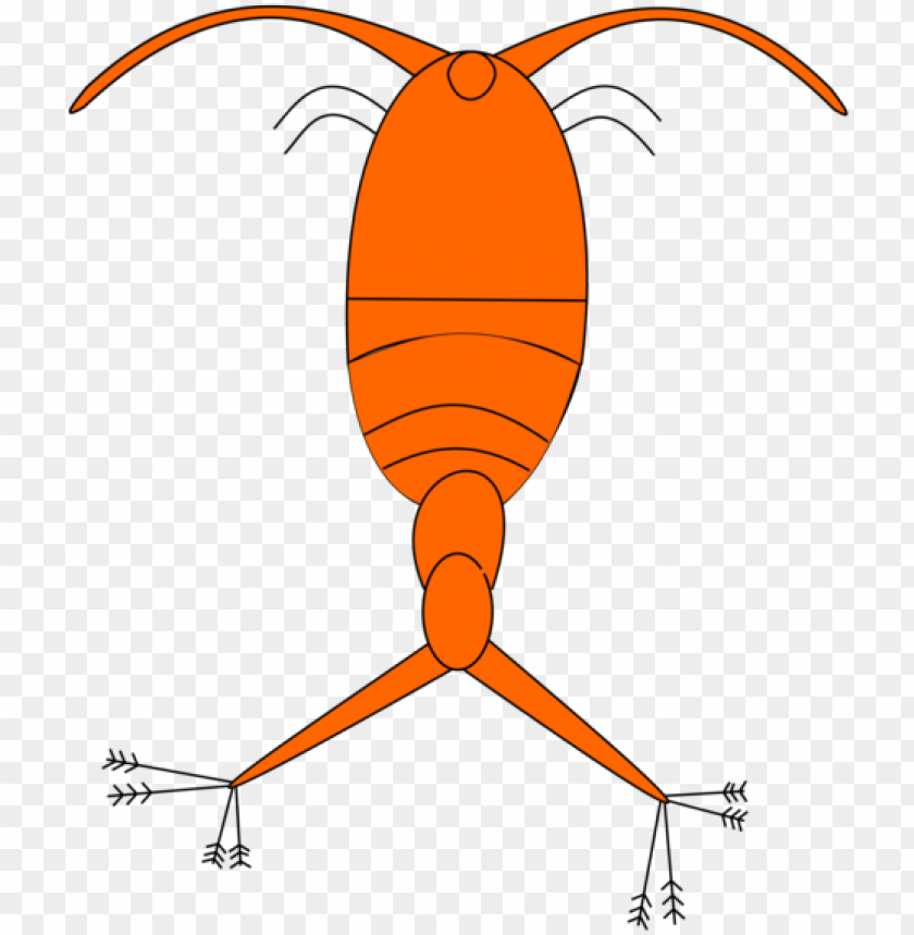 Lankton And Karen Zooplankton Phytoplankton Copepod - Phytoplankton Clipart PNG Transparent With Clear Background ID 421122