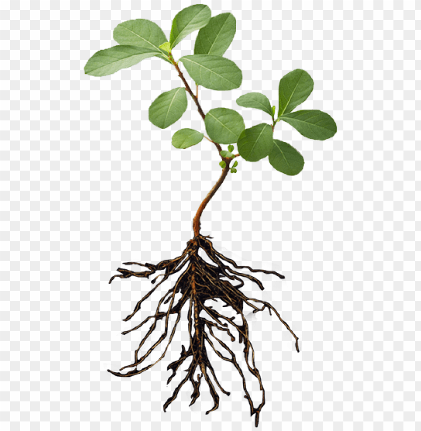 lant with roots png plant and root png image with transparent background toppng lant with roots png plant and root