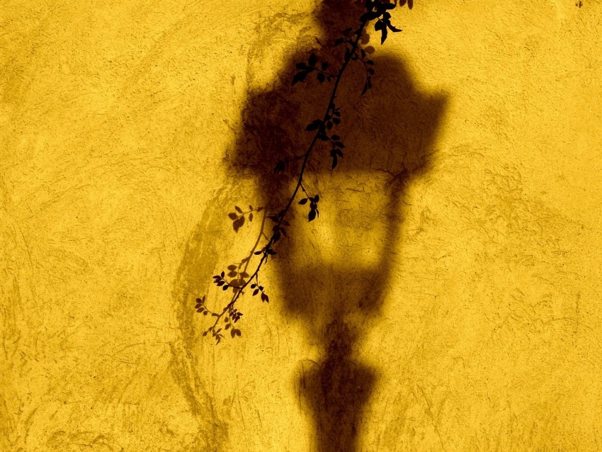 lantern, shadow, wall, branch, yellow