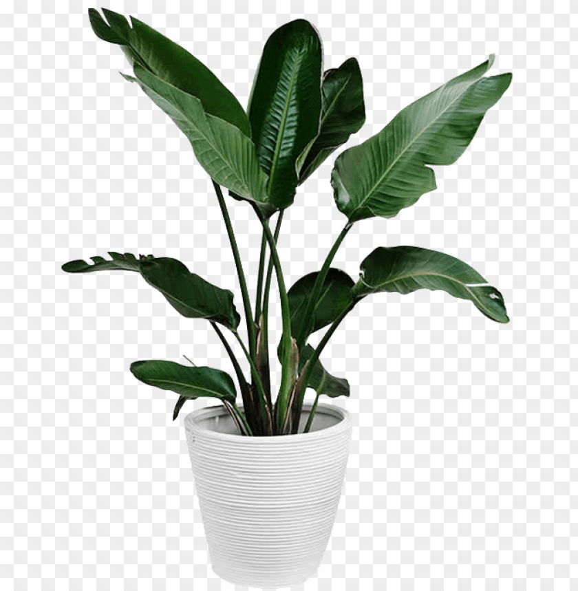 free PNG lants plant leaf arecaceae palm branch green - green plant PNG image with transparent background PNG images transparent
