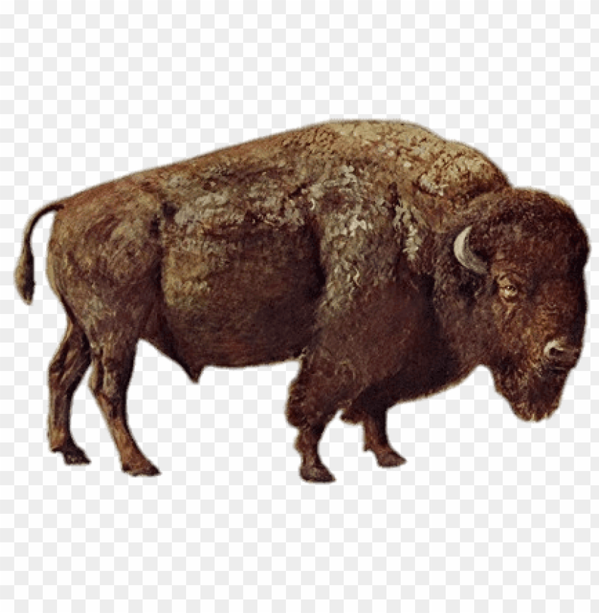 animals, bison, large bison, 