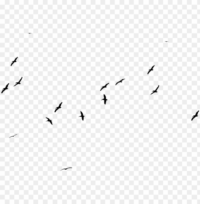 birds flying, angry birds, flock of birds, stock photo