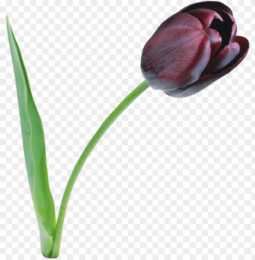 large black tulip