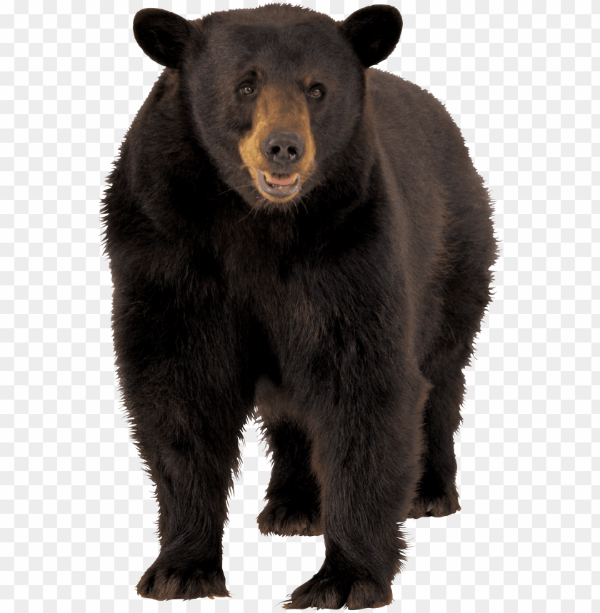 animals, bears, large brown bear, 