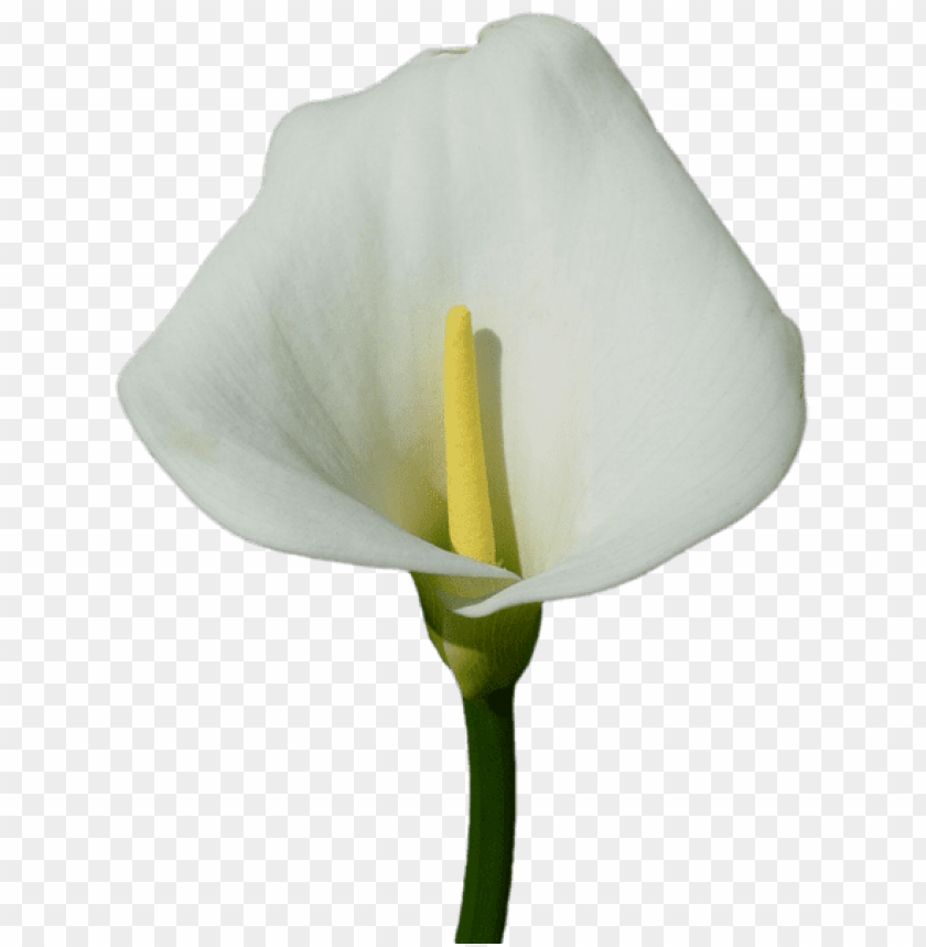 large calla lily