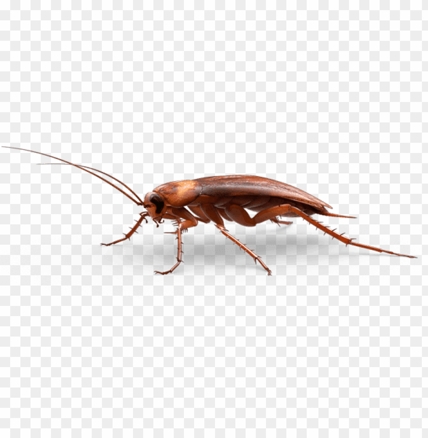 animals, insects, cockroaches, large cockroach, 