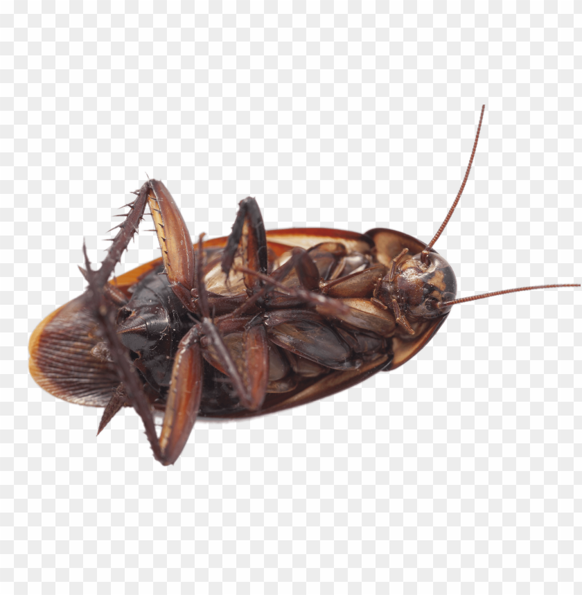 animals, insects, cockroaches, large cockroach on its back, 
