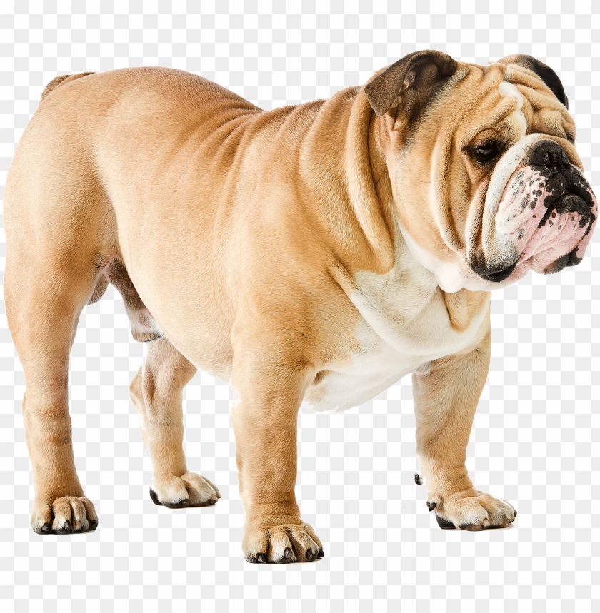 Large English Bulldo PNG Transparent With Clear Background ID 286820