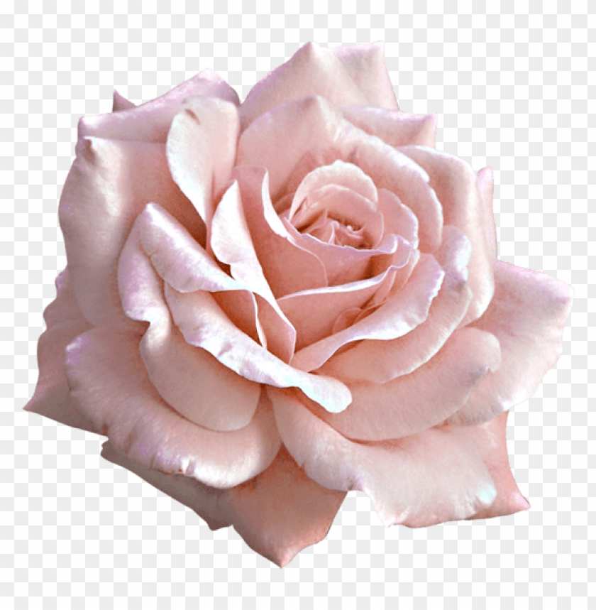 large light pink rose