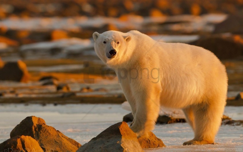 Large Lights Polar Bear Stand Wallpaper Background Best Stock Photos