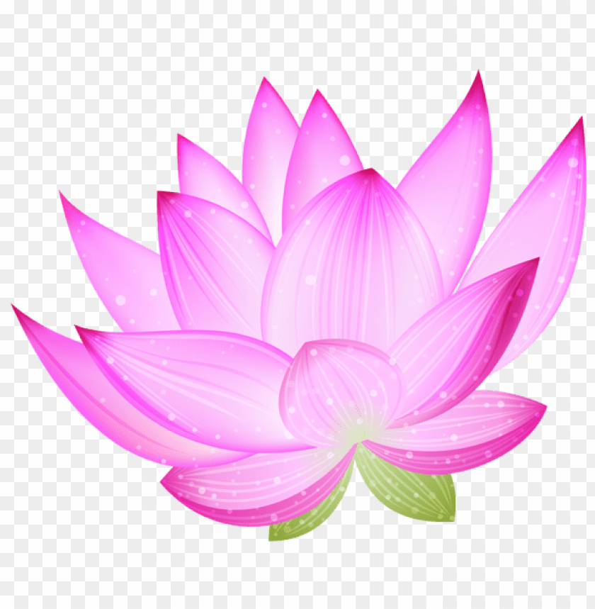 large pink lotus