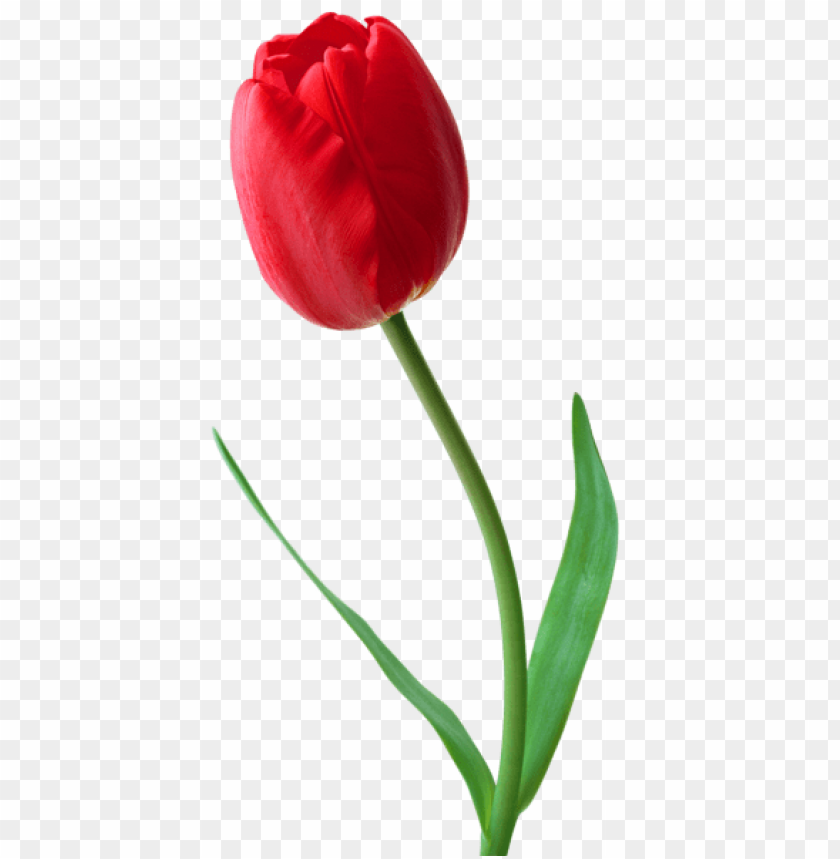 large png red tulip