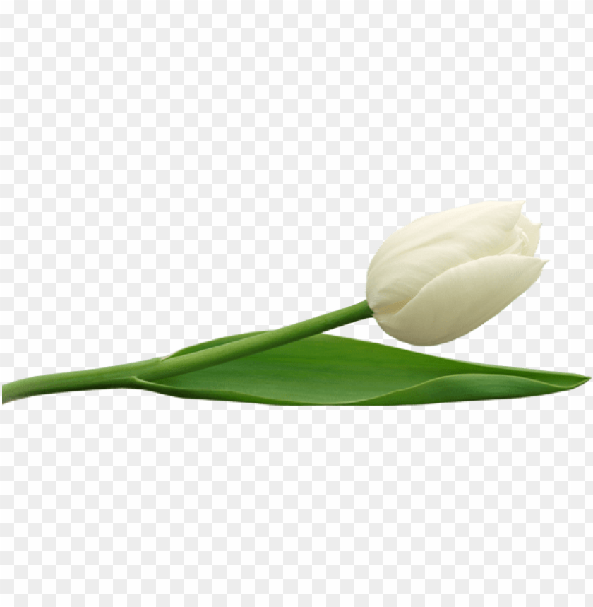 large png white tulip