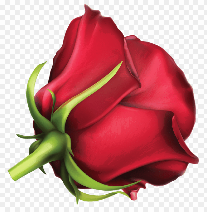 large red rose