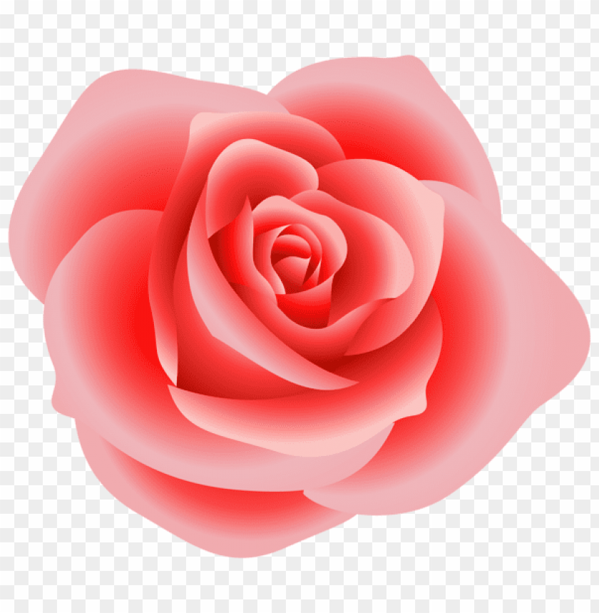 large red rose