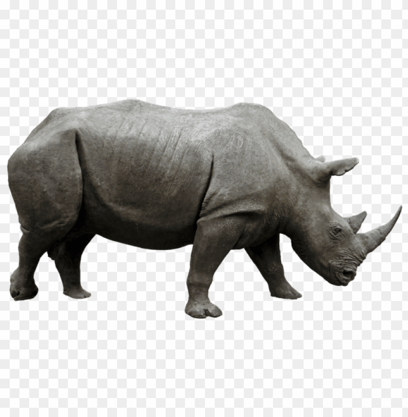 animals, rhinoceros, large rhino side view, 