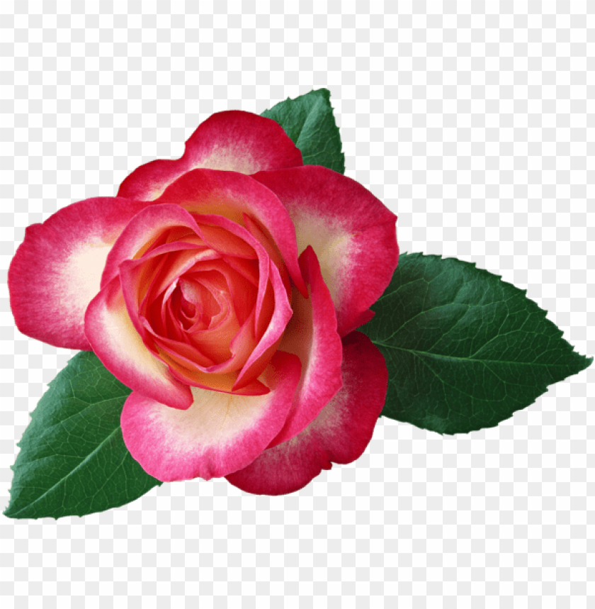 large rosepicture