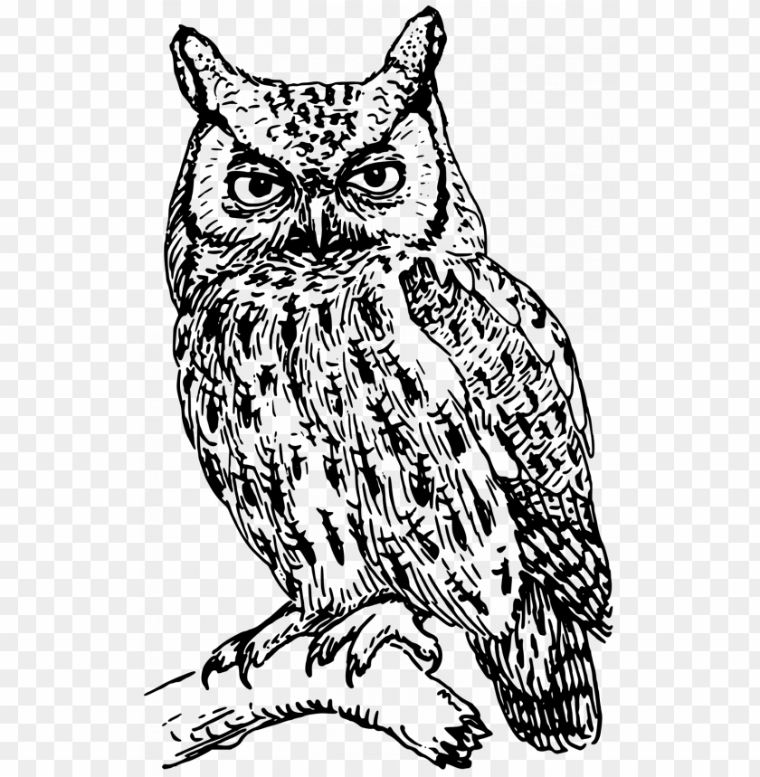 Large Size Of How To Draw A Realistic Owl Step By For Owl Clipart Black And White Png Image With Transparent Background Toppng