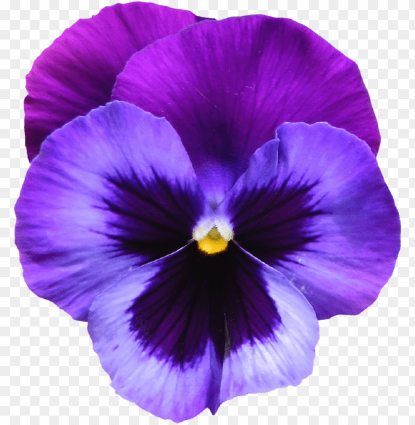 large transparent purple violet flower