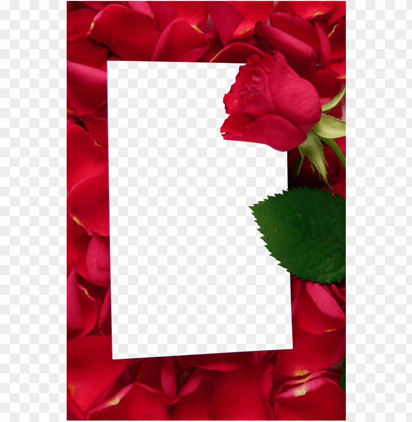 Featured image of post Red Roses Wallpaper Png 330 transparent png illustrations and cipart matching red roses