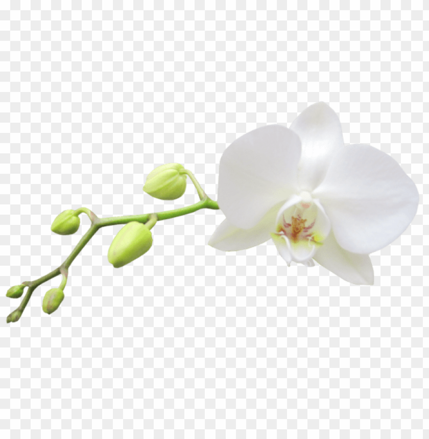 large transparent white orchid
