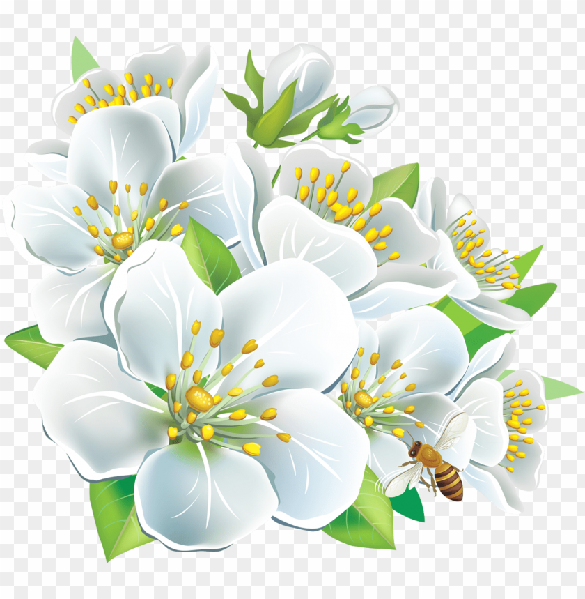 large white flowers png clipart PNG image with transparent background |  TOPpng