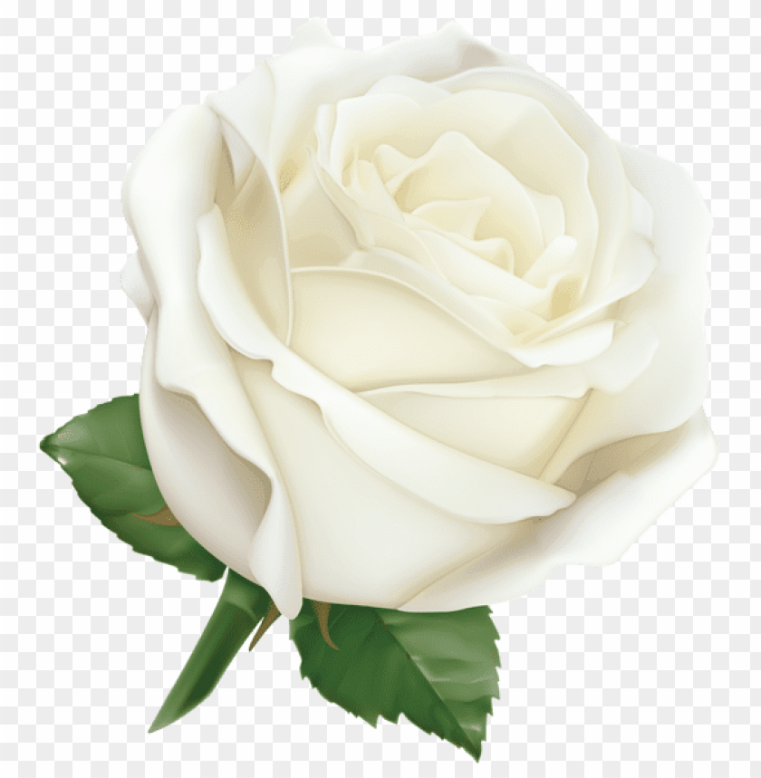 large white rose