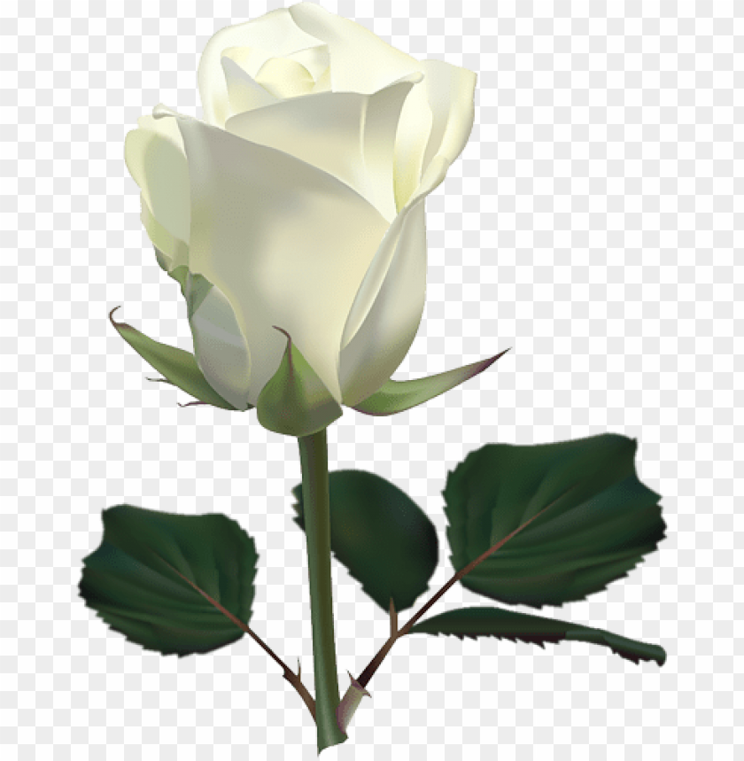 large white rosepicture