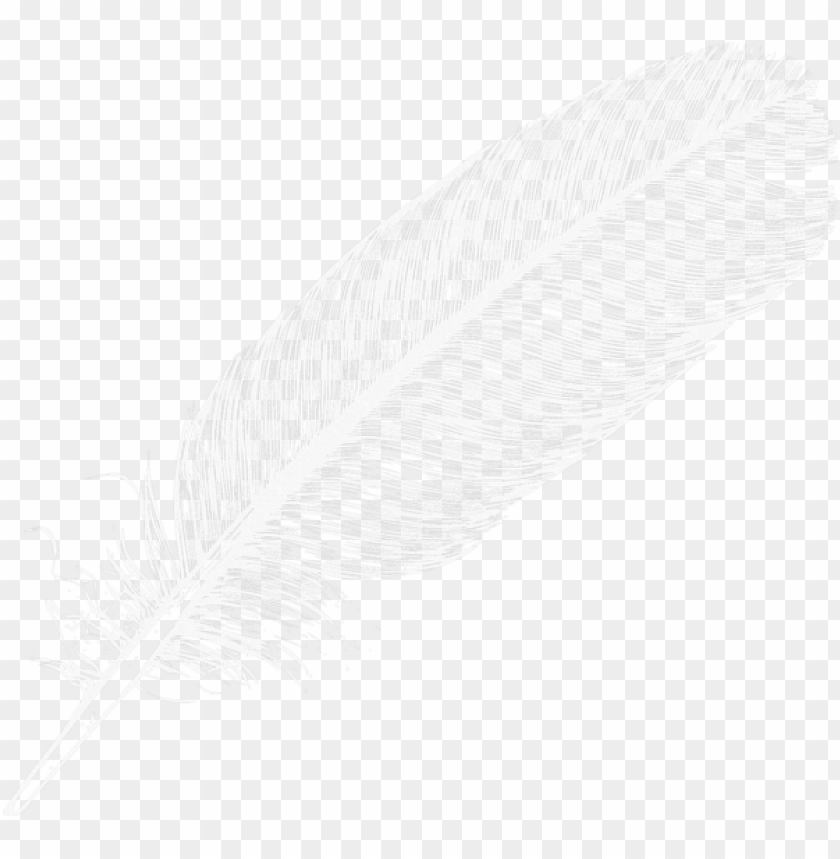 large white transparent feather