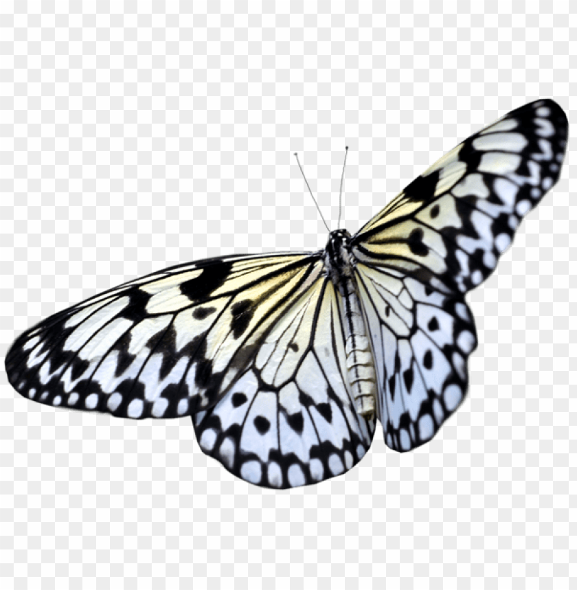 large whitebutterfly clipart png photo - 49245