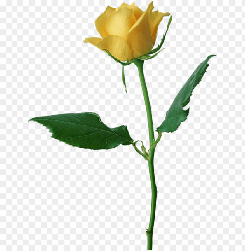 large yellow rose