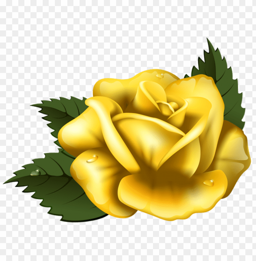 large yellow rose transparent