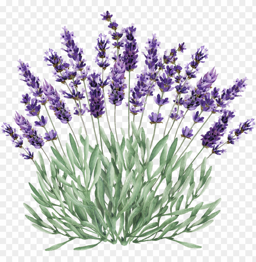 free PNG lavender bush png clip stock - lavender plant clipart PNG image with transparent background PNG images transparent