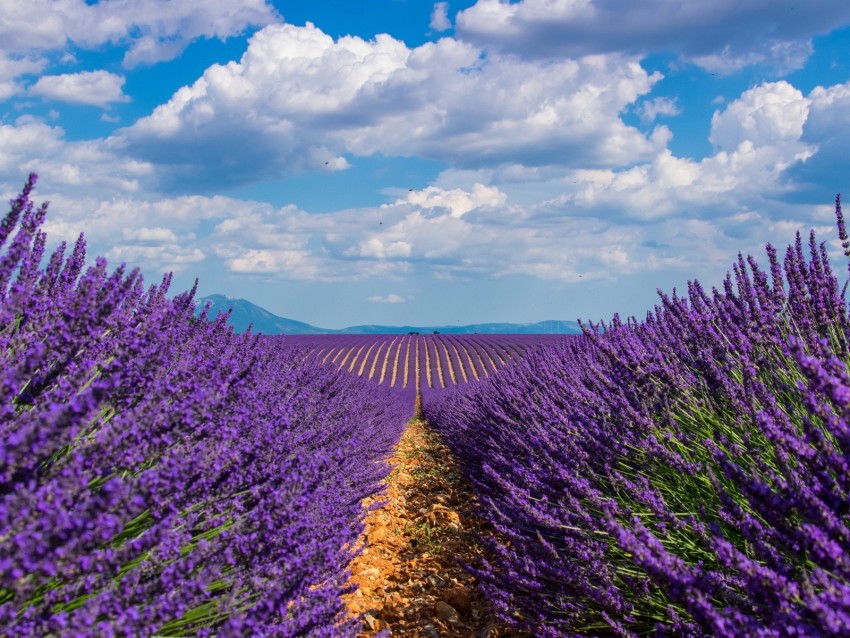 lavender, field, sky, bloom