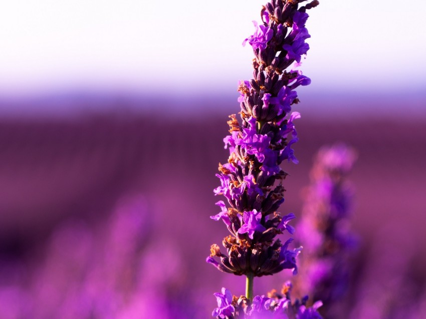 lavender, flower, purple, inflorescence, blur